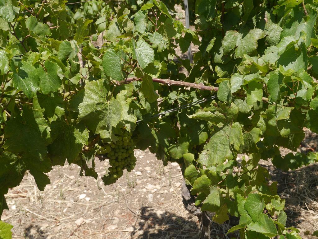 Pensjonat Casa Nel Vigneto Erice Zewnętrze zdjęcie